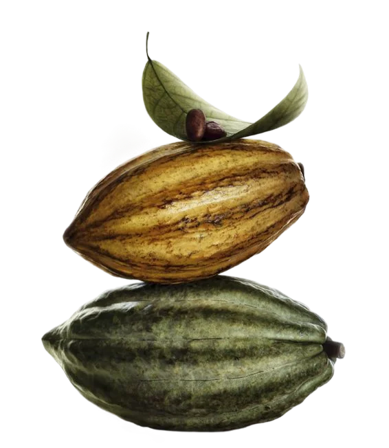 Deux cabosses de cacao empilées, l'une jaune et l'une verte, surmontées d'une feuille