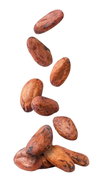 Fèves de cacao