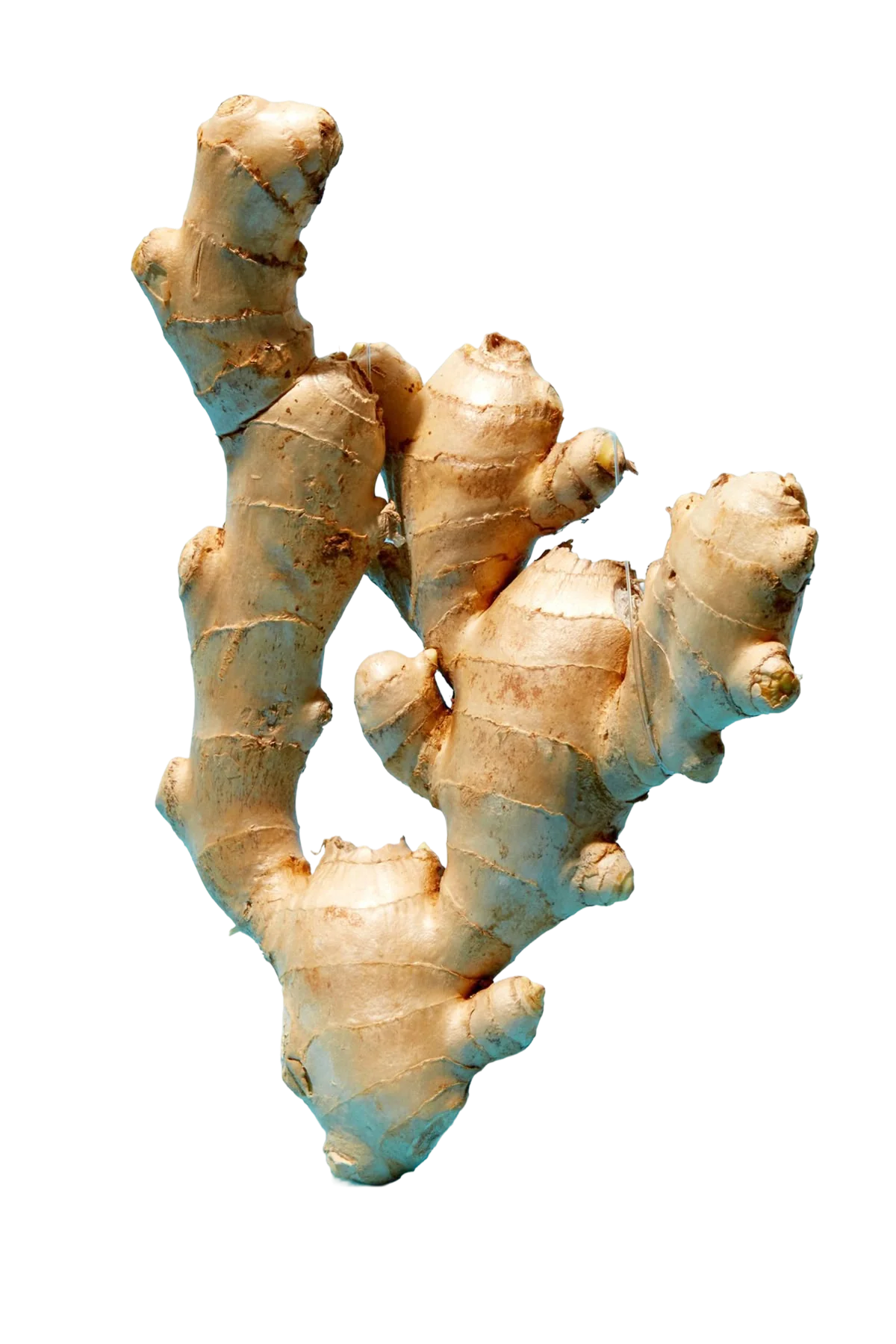 Racines de gingembre