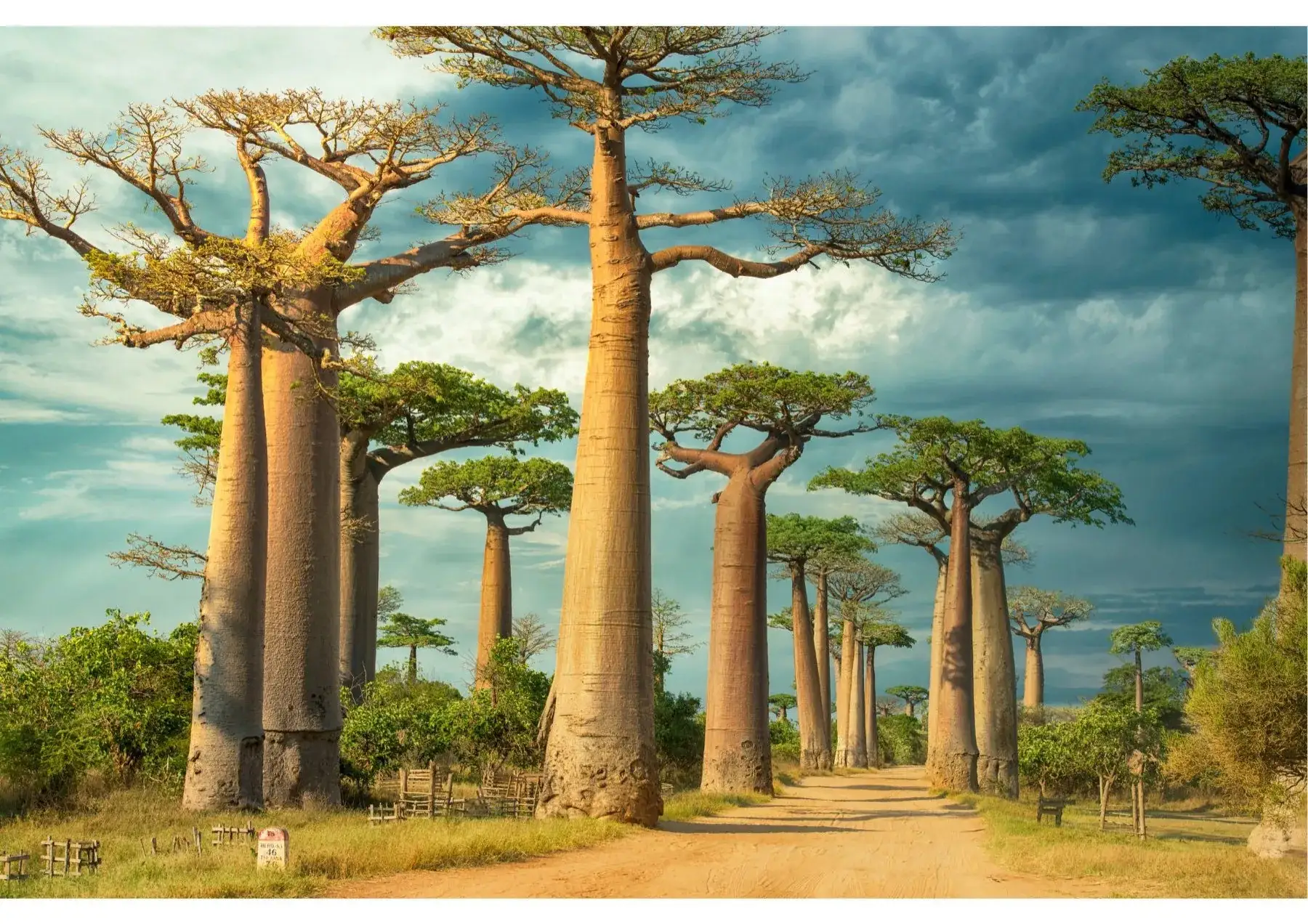 Forêt de baobabs dans une région de culture de la vanille, océan Indien