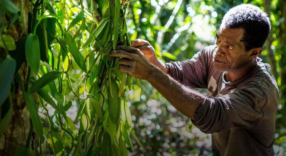 Gousses de vanille vertes en maturation sur la liane