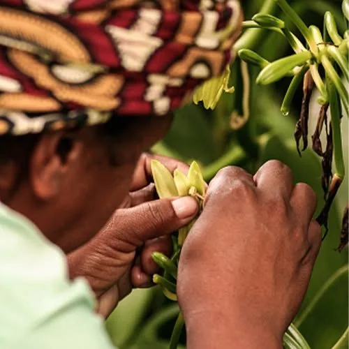 Pollinisation manuelle d'une fleur de vanille