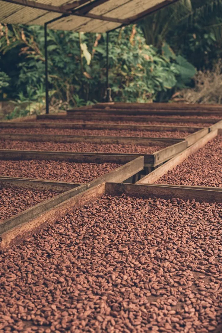 Fèves de cacao étalées au soleil pour le séchage