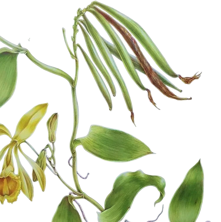 Étude botanique de la fleur et des gousses de vanille
